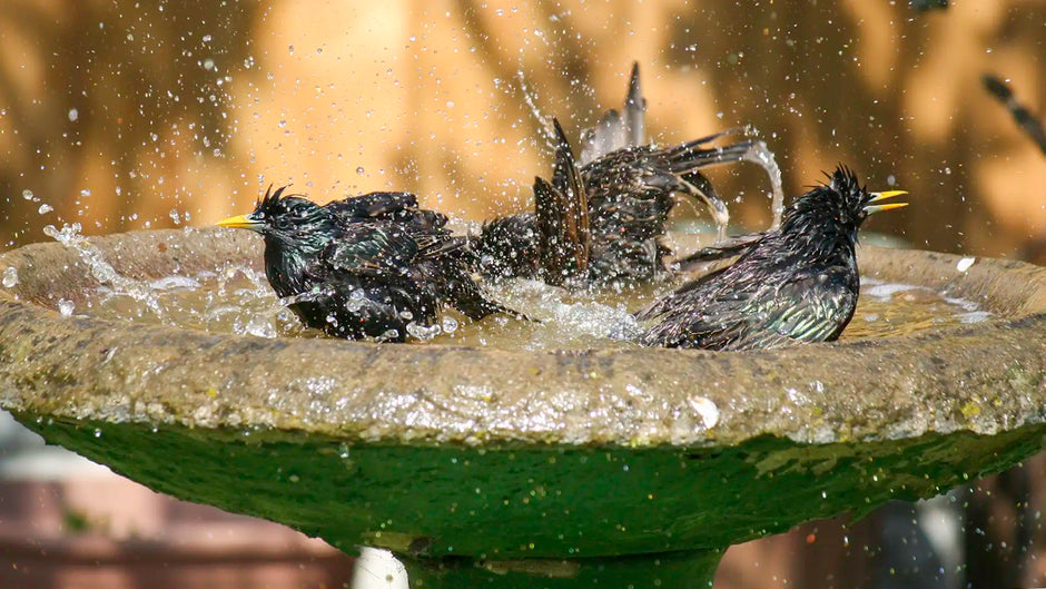 The Ultimate Guide on How to Clean a Bird Bath