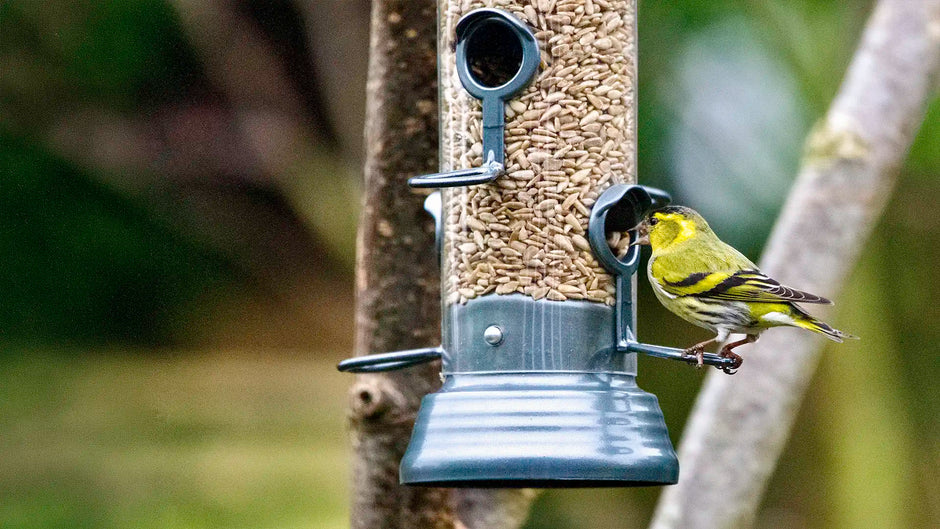 Keep bird feeders clean to help keep birds safe and healthy