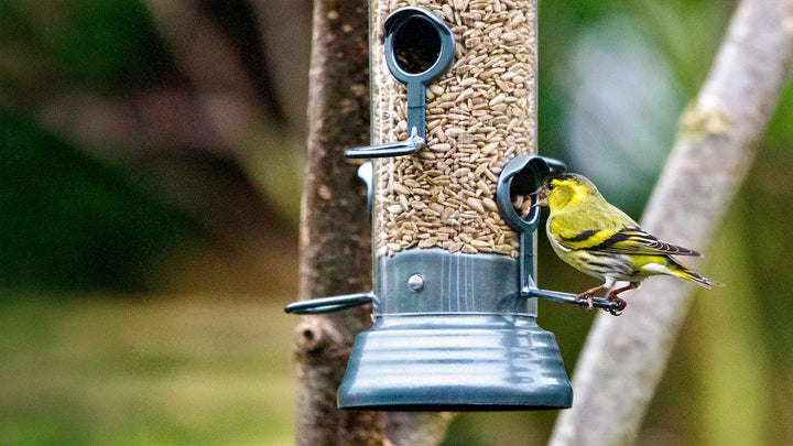 Keep bird feeders clean to help keep birds safe and healthy