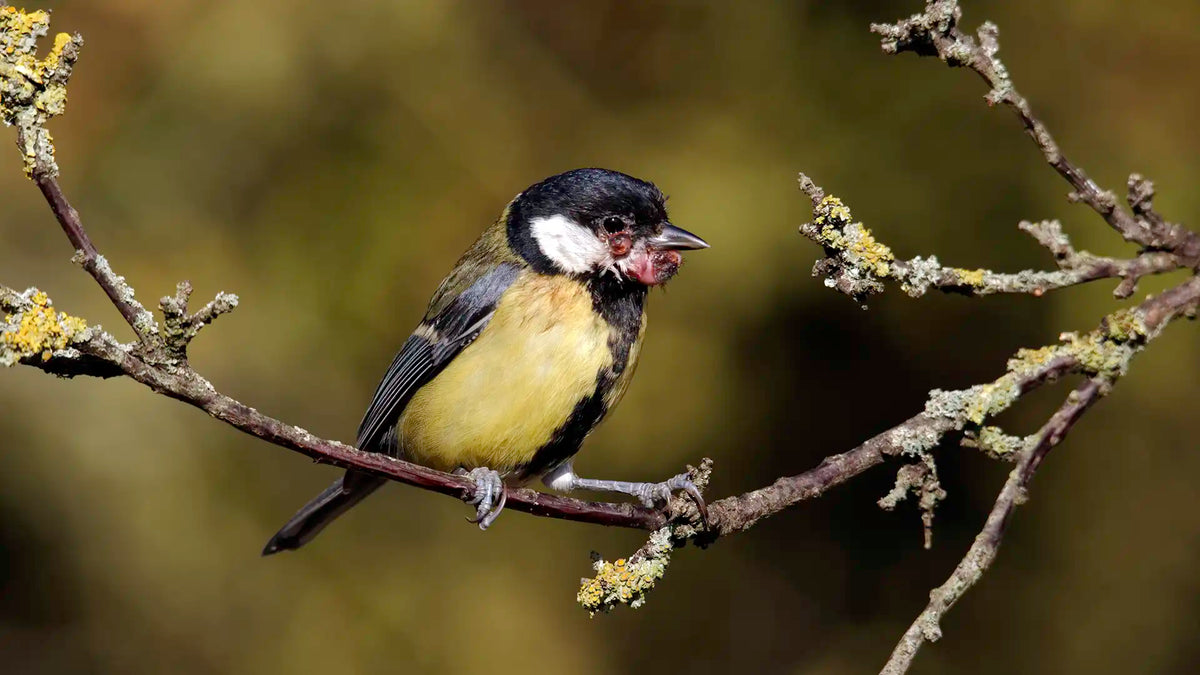 Most common diseases found in UK birds