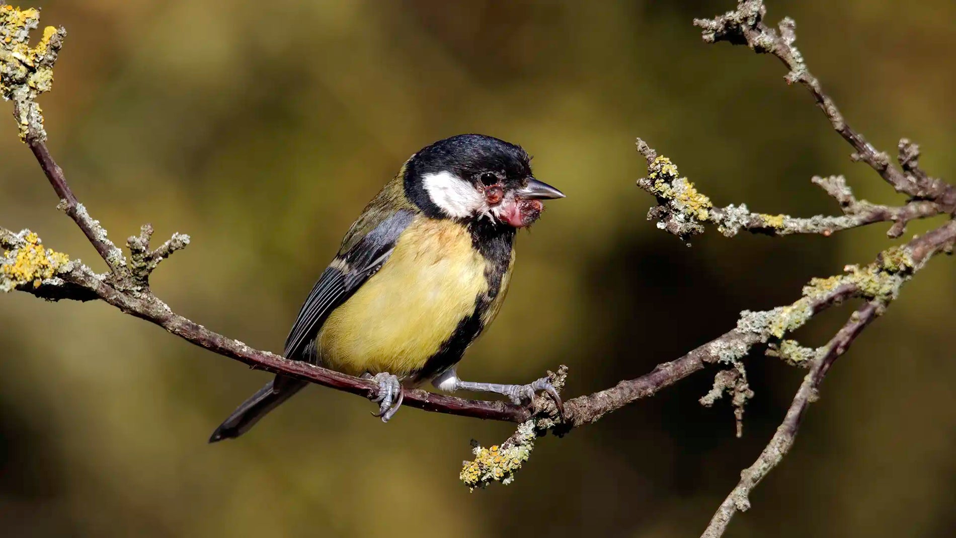 Most common diseases found in UK birds