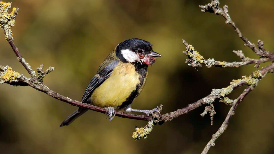 Most common diseases found in UK birds