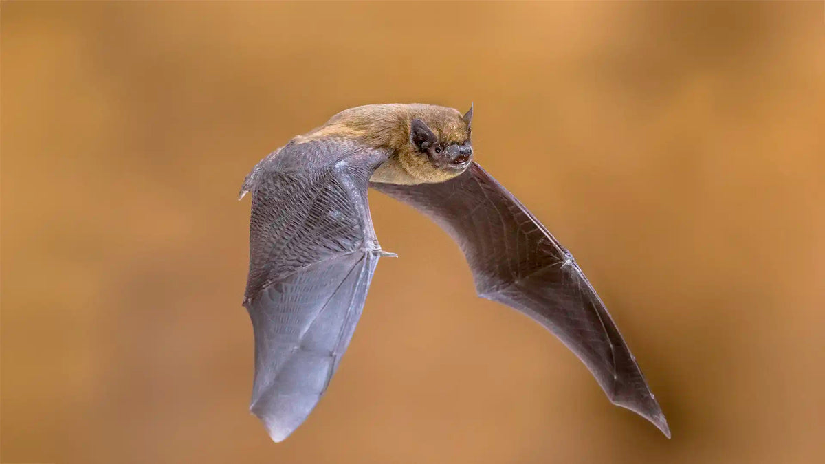Common Pipistrelle Bat (Pipistrellus pipistrellus) Guide