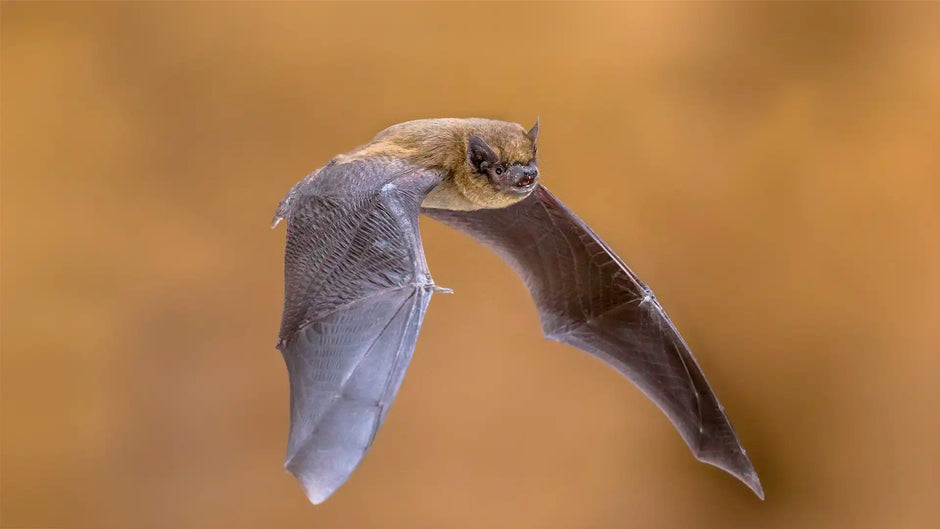 Common Pipistrelle Bat (Pipistrellus pipistrellus) Guide