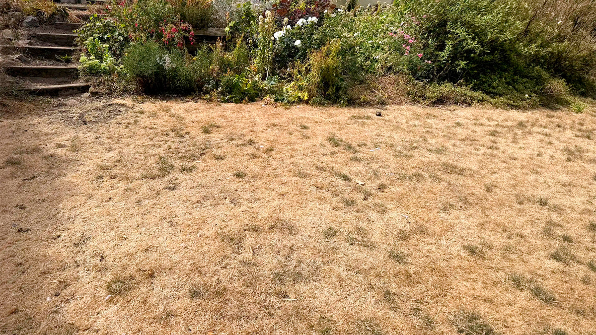 False Autumn: When the Garden Runs Dry