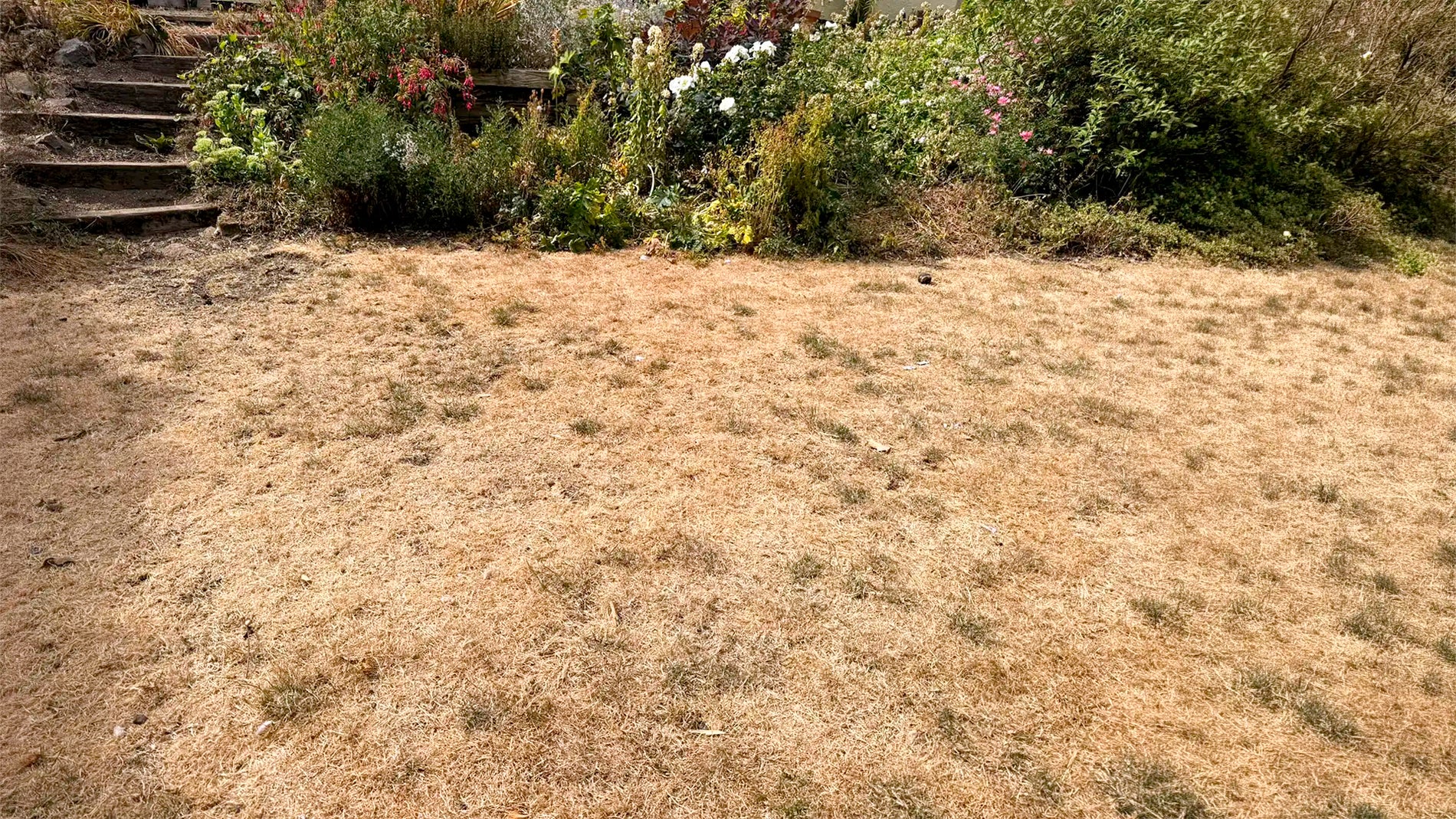 False Autumn: When the Garden Runs Dry