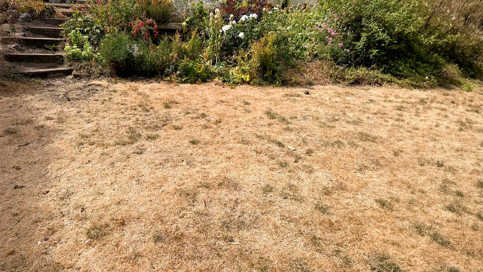 False Autumn: When the Garden Runs Dry