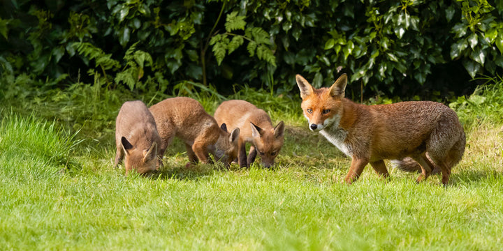 Fox Habitat, Identification, Diet & Other Facts