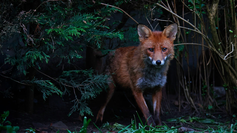 Fox appears in a night garden
