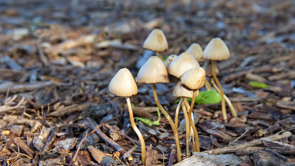 Tiny fungi growing in my woodchip path