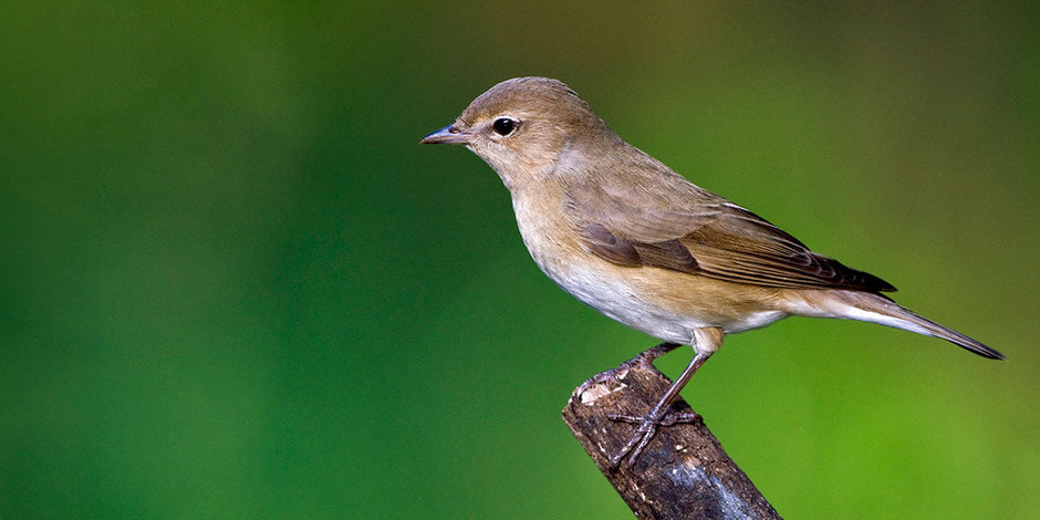 Garden Warbler: Identification, Habitat & Facts