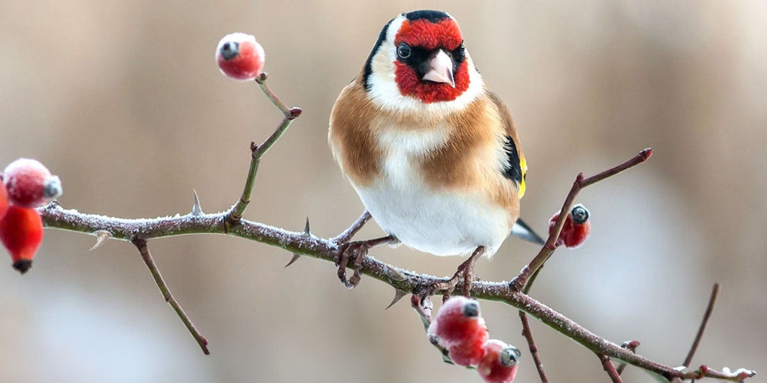 What to Feed Garden Birds in Winter | Winter Feeding Guide