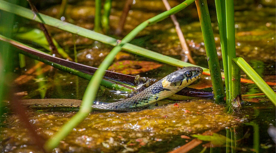 snake snake in the water amongst reeds