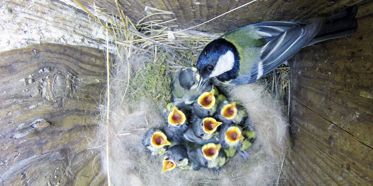 Bird nest box maintenance instructions