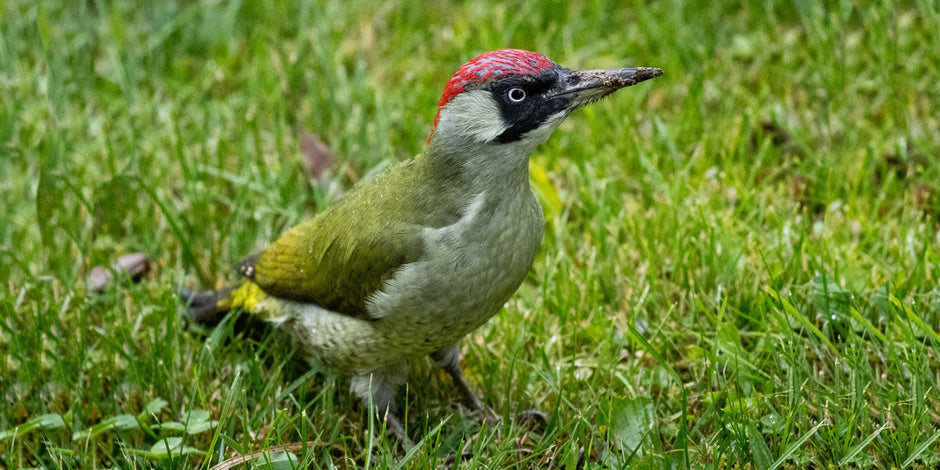 Green Woodpecker