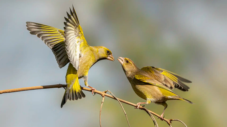 A pair of healthy greenfinches squabbling in a garden