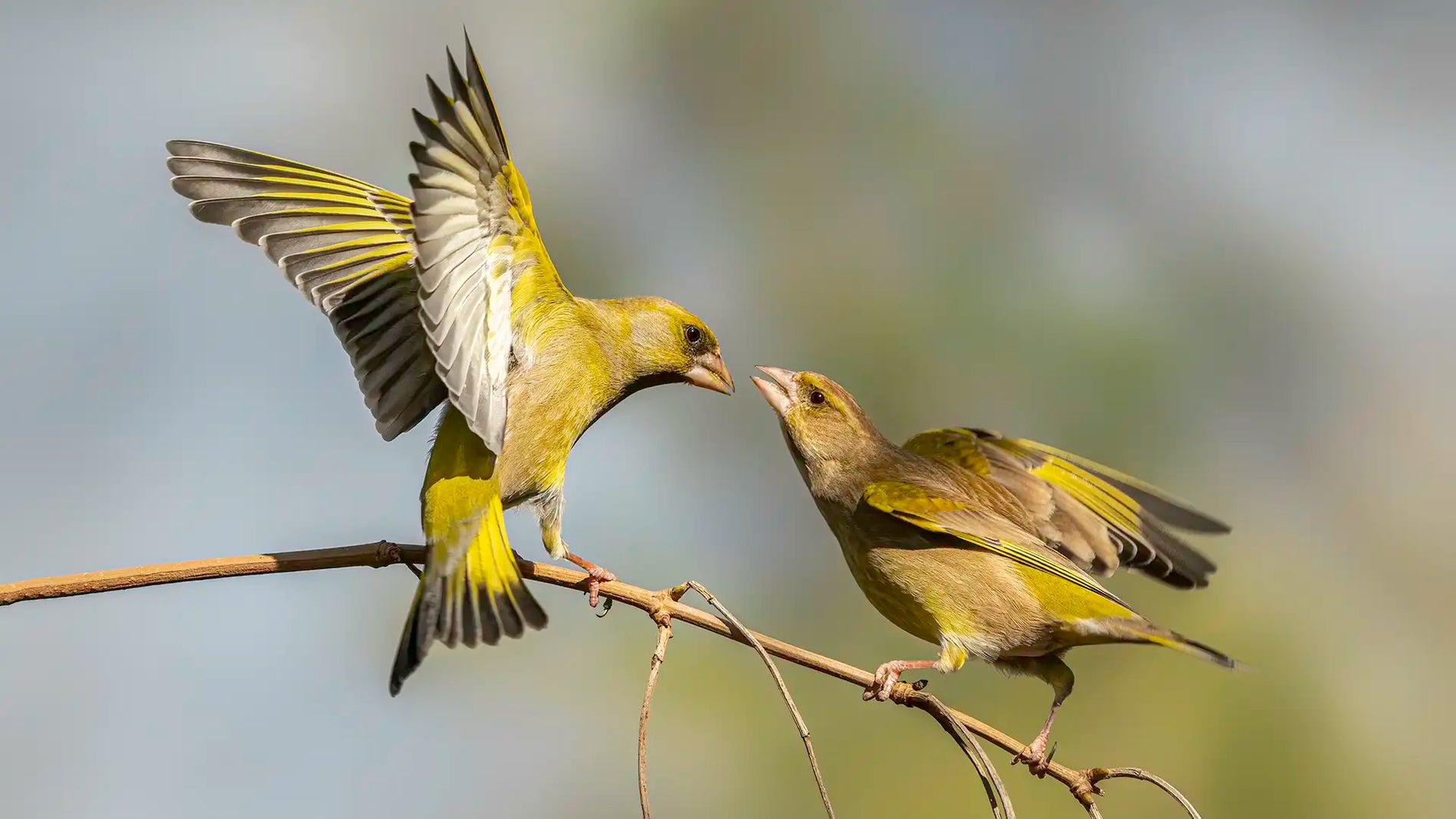 A pair of healthy greenfinches squabbling in a garden