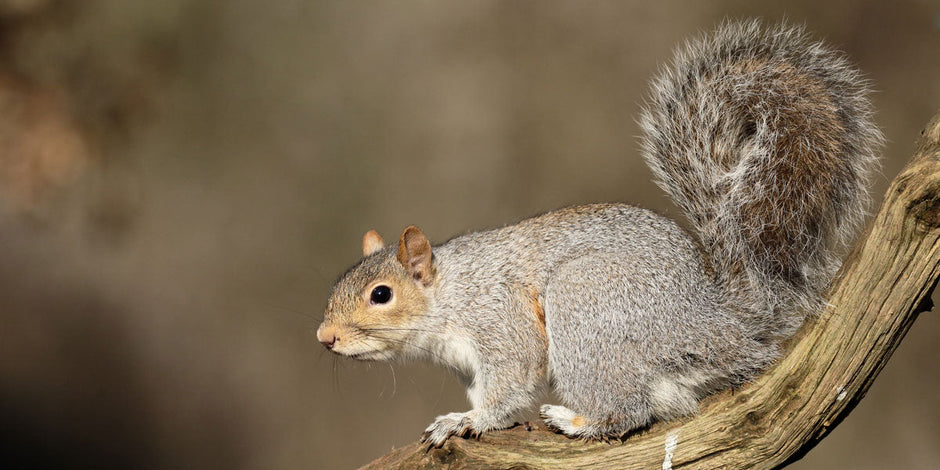 Grey Squirrel sitting in a tree