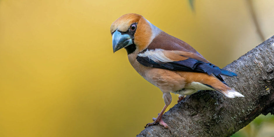 Hawfinch: Identification, Habitat & Facts