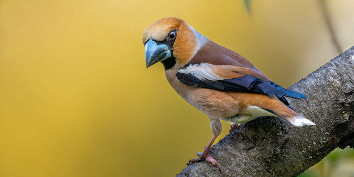 Hawfinch: Identification, Habitat & Facts