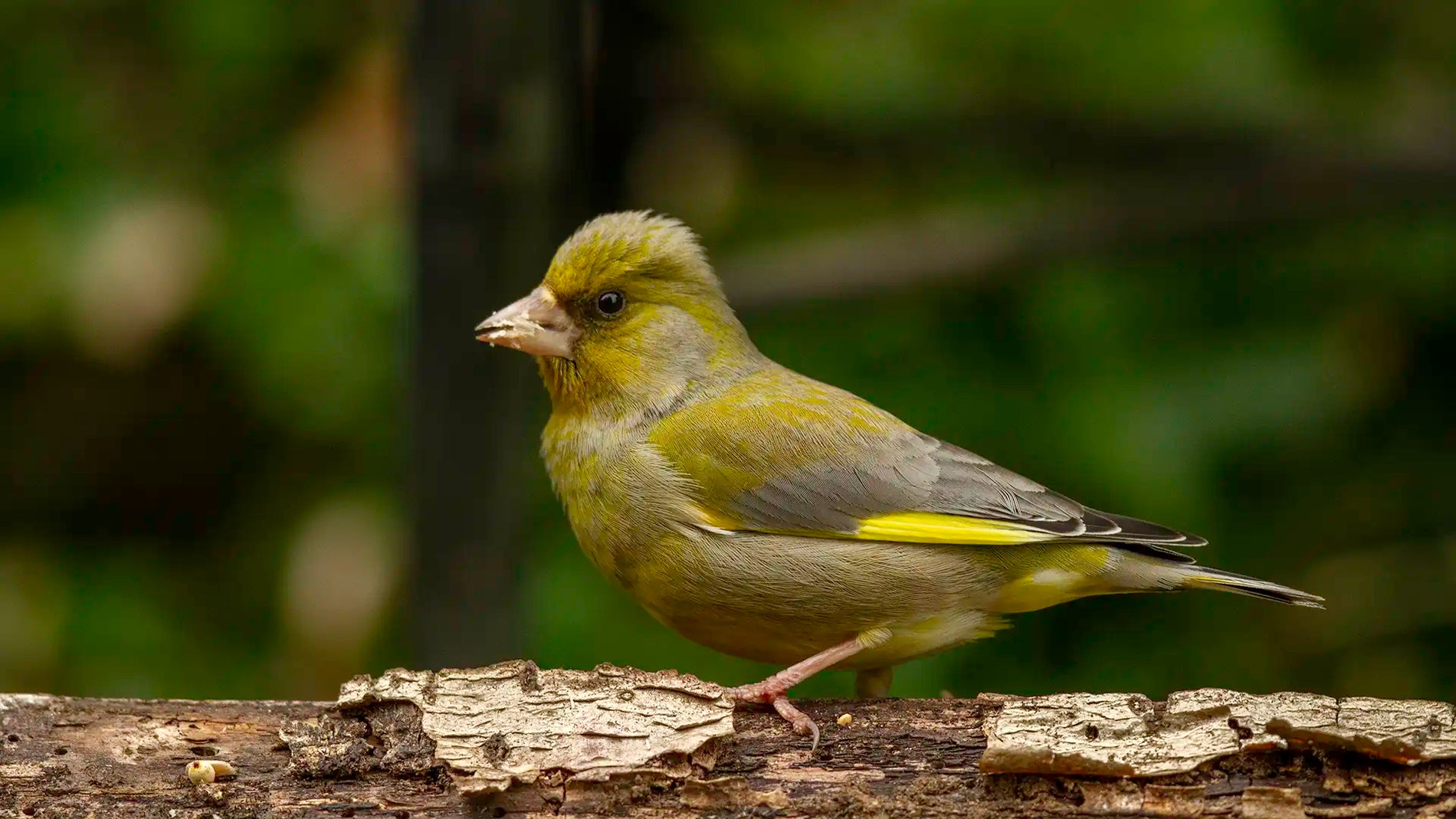 Should I Feed Birds in Summer?