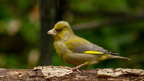 Should I Feed Birds in Summer?