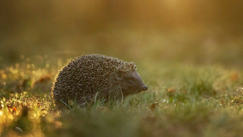 How to identify hedgehog poo in your garden
