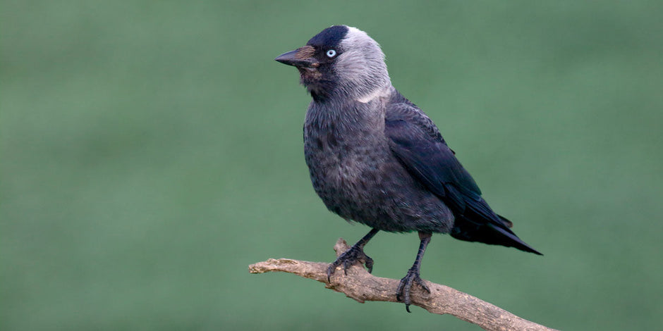 Jackdaw Identification, Habitat & Food Guide