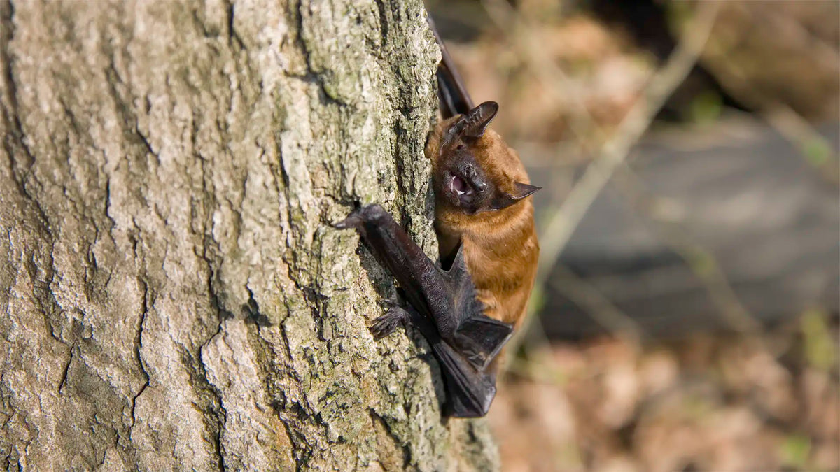Noctule Bat Nyctalus noctula identification