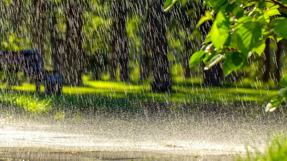 Petrichor: The Smell of Rain