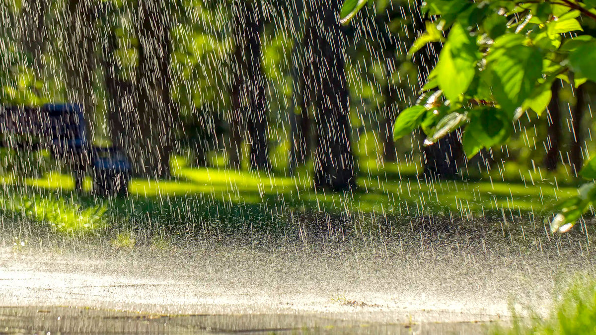 Petrichor: The Smell of Rain