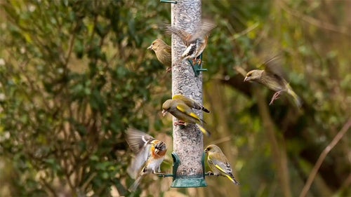 How to Prevent Trichomonosis in Garden Birds