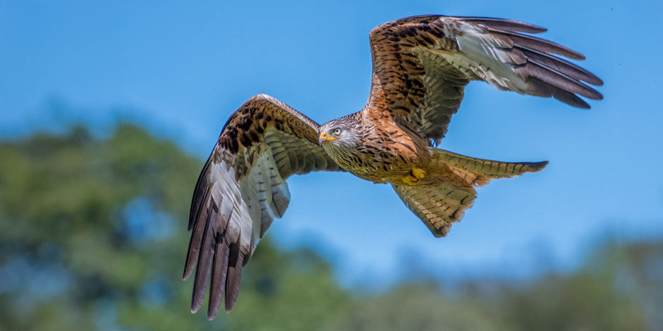 Red Kite displaying iconic forked tail