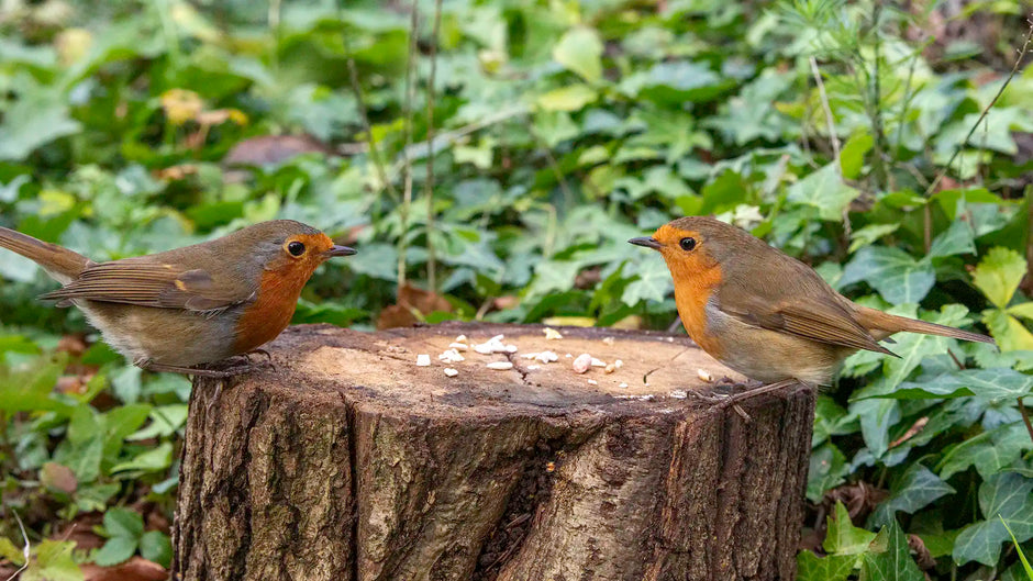 Two robins feeding in a garden
