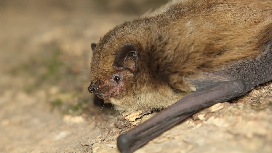 Soprano pipistrelle bats are hard to identify
