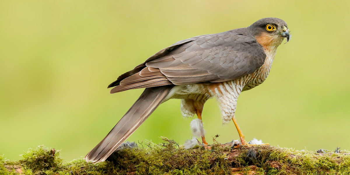 Sparrowhawk: Identification, Habitat & Facts