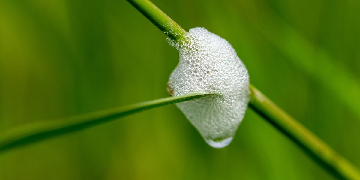 foam from spitbug commonly called cuckoo spit