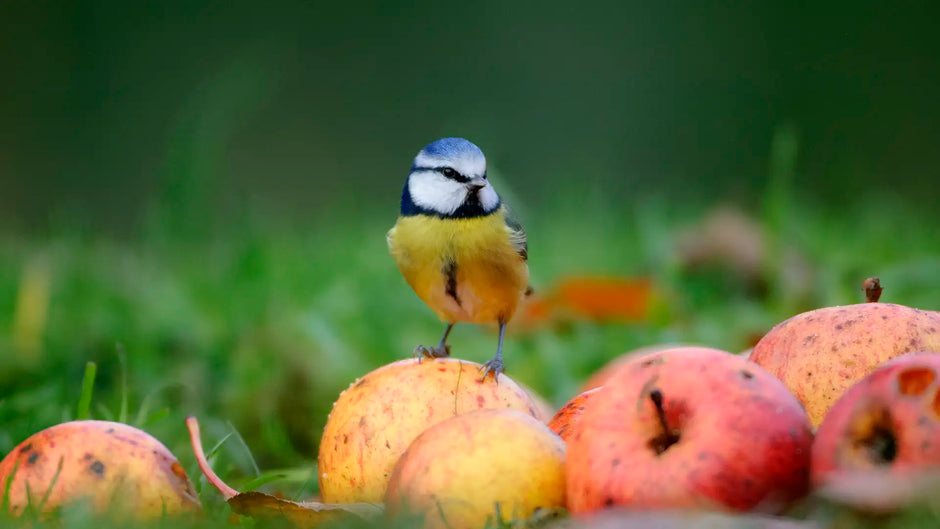 Blue tit in autumn garden feeding on an apple