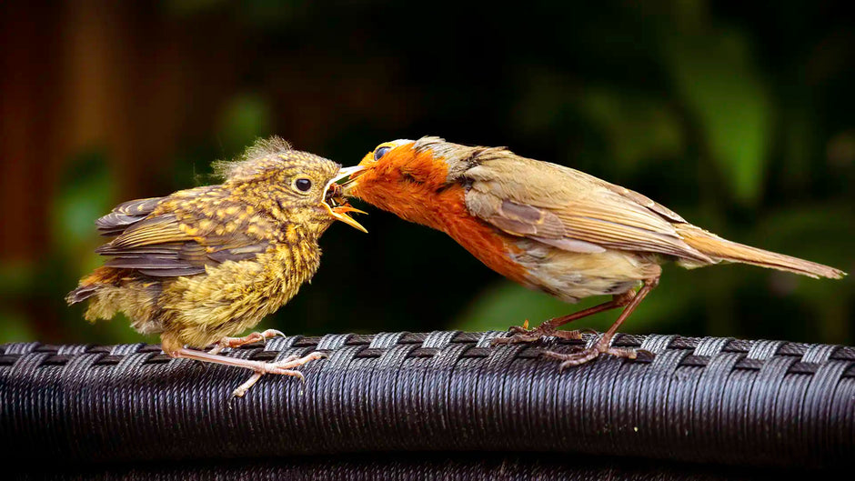 Feeding birds in summer helps fledgling thrive