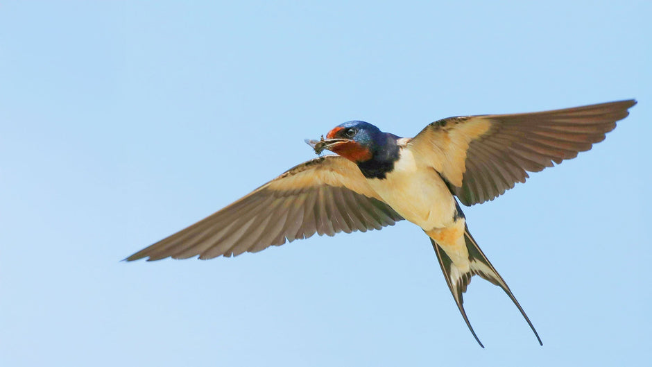 Swallow showing red throat and vibrant colours