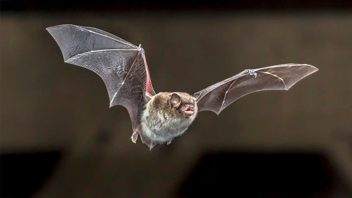 How to identify a bat flying in your garden