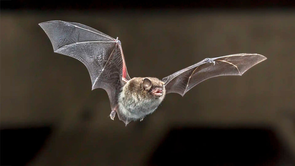 How to identify a bat flying in your garden