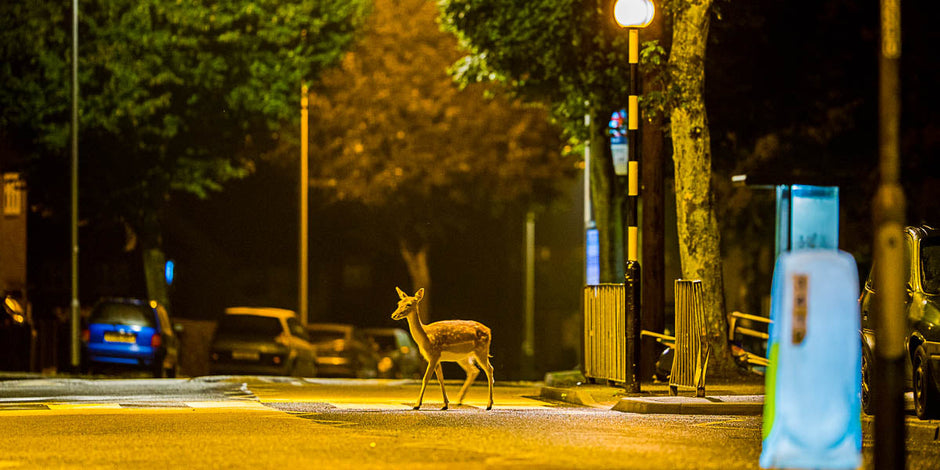 A deer walking down an urban road at night 