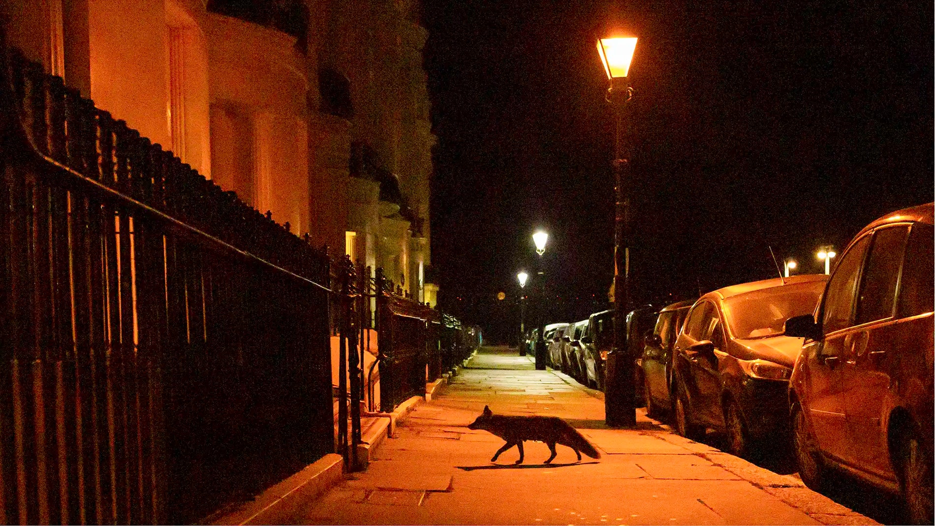 Urban red fox facts and behaviours