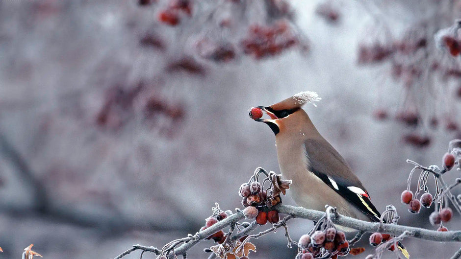 Aurumn and winter birds you might see on your bird feeder
