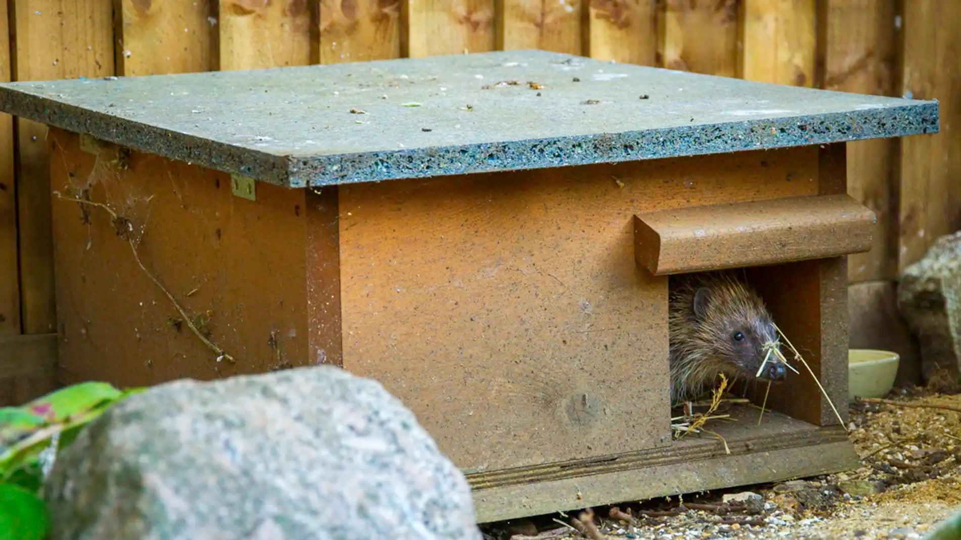 Hedgehog House in the garden