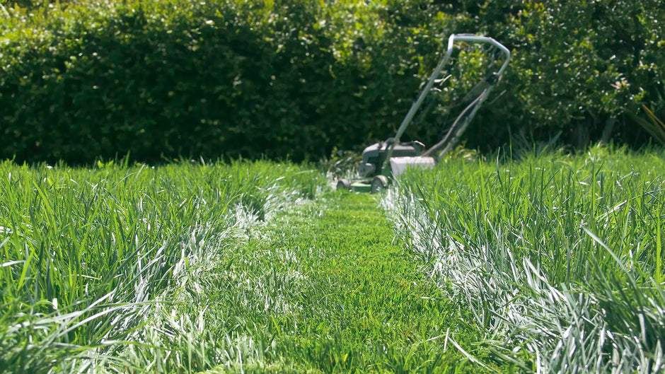 long green grassy lawn with a freshly cut strip in the middle with a lawnmower