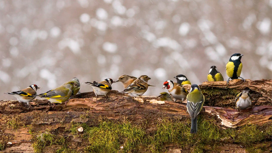 Mixed flock of birds feeding in a garden