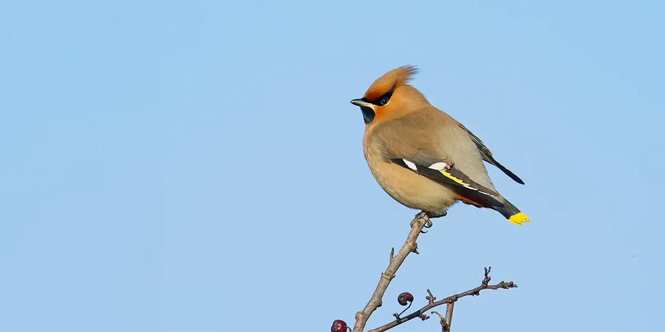 Waxwings are welcome winter visitors