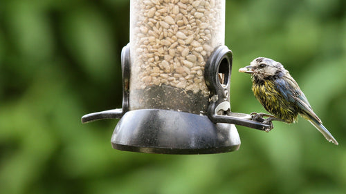 Wet bird cold and hungry on a bird feeder